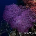 fan_sea_ndo_h_0035_pal0849.jpg